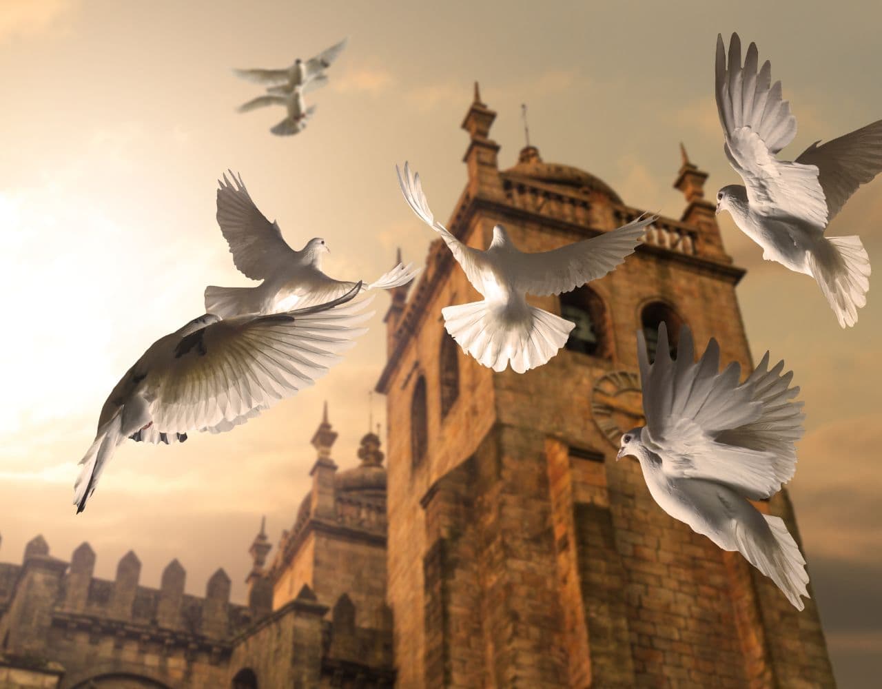 鳩が平和の象徴と言われるようになったイメージ画像：白鳩　レンタル　セブンデイズ